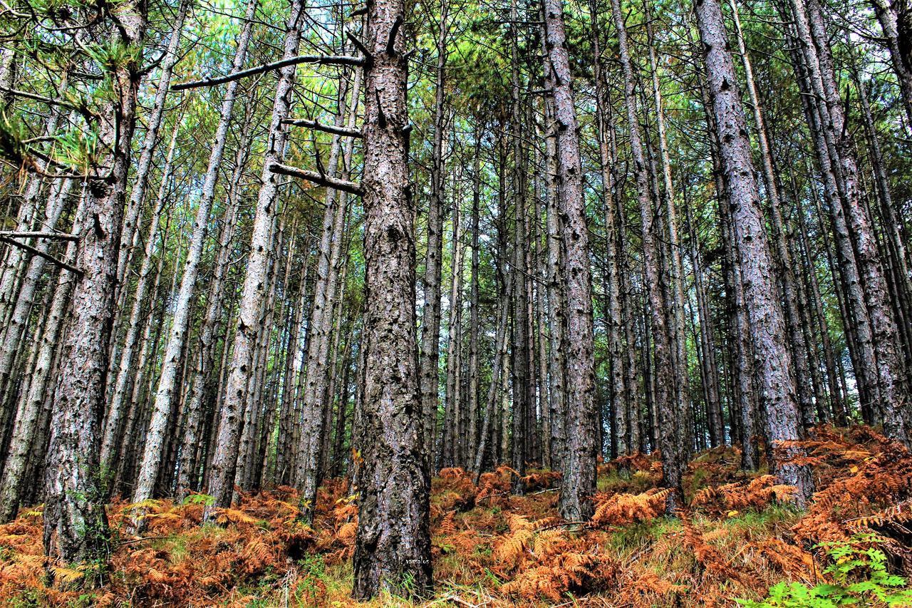 Foresta In Medias Mores Tripoli Zewnętrze zdjęcie